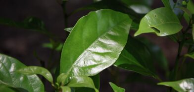 A Medicinal Significance of Camphor plant: Cinnamomum camphora