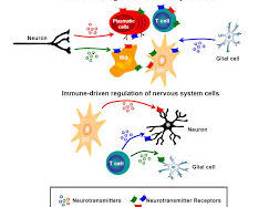 T- Cells can produce Neurotransmitters: A bridge between Adaptive Immunity and Brain Function?