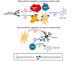 T- Cells can produce Neurotransmitters: A bridge between Adaptive Immunity and Brain Function?